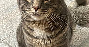 Kevin Storm joined the competition — help win amazing prizes! cat, tabby, gray_fur, pet, animal, whiskers, ears, yellow_eyes, portrait, close_up, sitting, bed, bedroom, blanket, bedding, indoor, home, feline, fluffy, alert