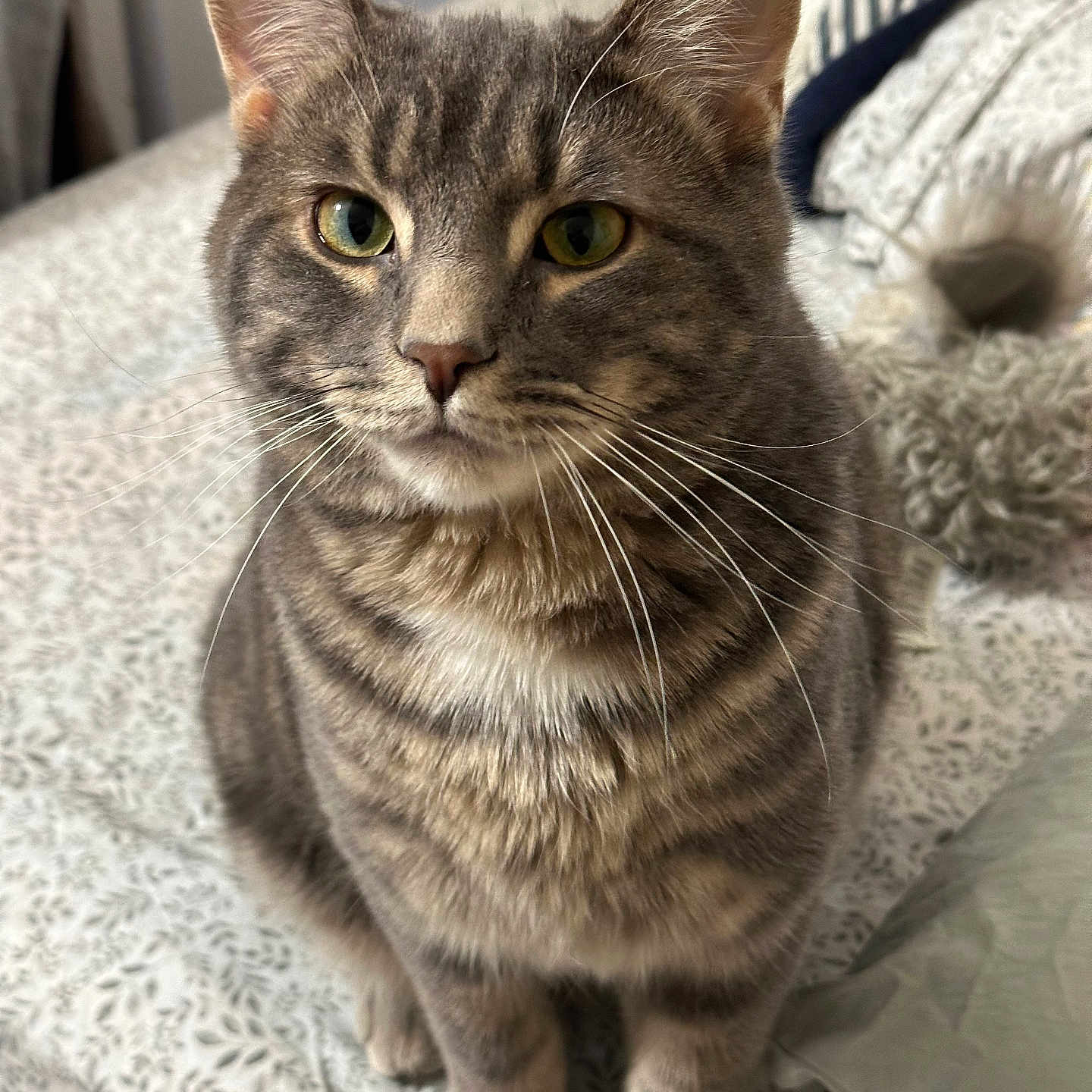 Kevin Storm joined the competition — help win amazing prizes! cat, tabby, gray_fur, pet, animal, whiskers, ears, yellow_eyes, portrait, close_up, sitting, bed, bedroom, blanket, bedding, indoor, home, feline, fluffy, alert