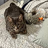 Kevin Storm joined the competition — help win amazing prizes! cat, gray_cat, fluffy, pet, animal, bed, bedroom, bedding, duvet, pillow, stuffed_toy, toy, indoor, home, resting, sitting, fur, whiskers, ears, portrait