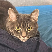Kevin Storm joined the competition — help win amazing prizes! cat, gray_cat, feline, pet, animal, portrait, closeup, golden_eyes, whiskers, ears, fur, short_hair, indoors, bed, bedding, blue_background, black_fabric, sitting, looking_at_camera, cute
