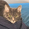 cat, gray_cat, feline, pet, animal, portrait, closeup, golden_eyes, whiskers, ears, fur, short_hair, indoors, bed, bedding, blue_background, black_fabric, sitting, looking_at_camera, cute