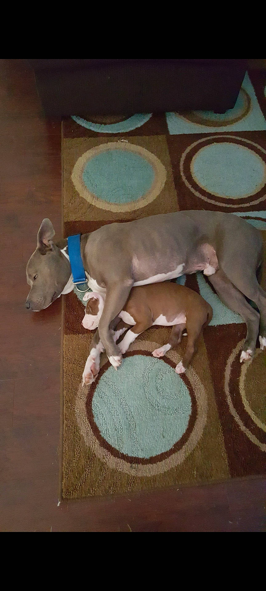 Lily is registered to the contest to win money with this photo: animal, bulldog, canine, deer, dog, greatdane, hardwood, homedecor, hound, husky, indoors, interiordesign, linen, pet, pitbull, pointer, puppy, rug, snout, wood