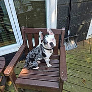 Vinny joined the competition — help win amazing prizes! dog, chair, wooden_deck, outdoor, blue_eyes, black_and_white, pet, window_reflection, fence, table, leaves, shovel, collar, sunlight, wood, porch, curious, seated, animal, summer