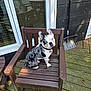 dog, chair, wooden_deck, outdoor, blue_eyes, black_and_white, pet, window_reflection, fence, table, leaves, shovel, collar, sunlight, wood, porch, curious, seated, animal, summer