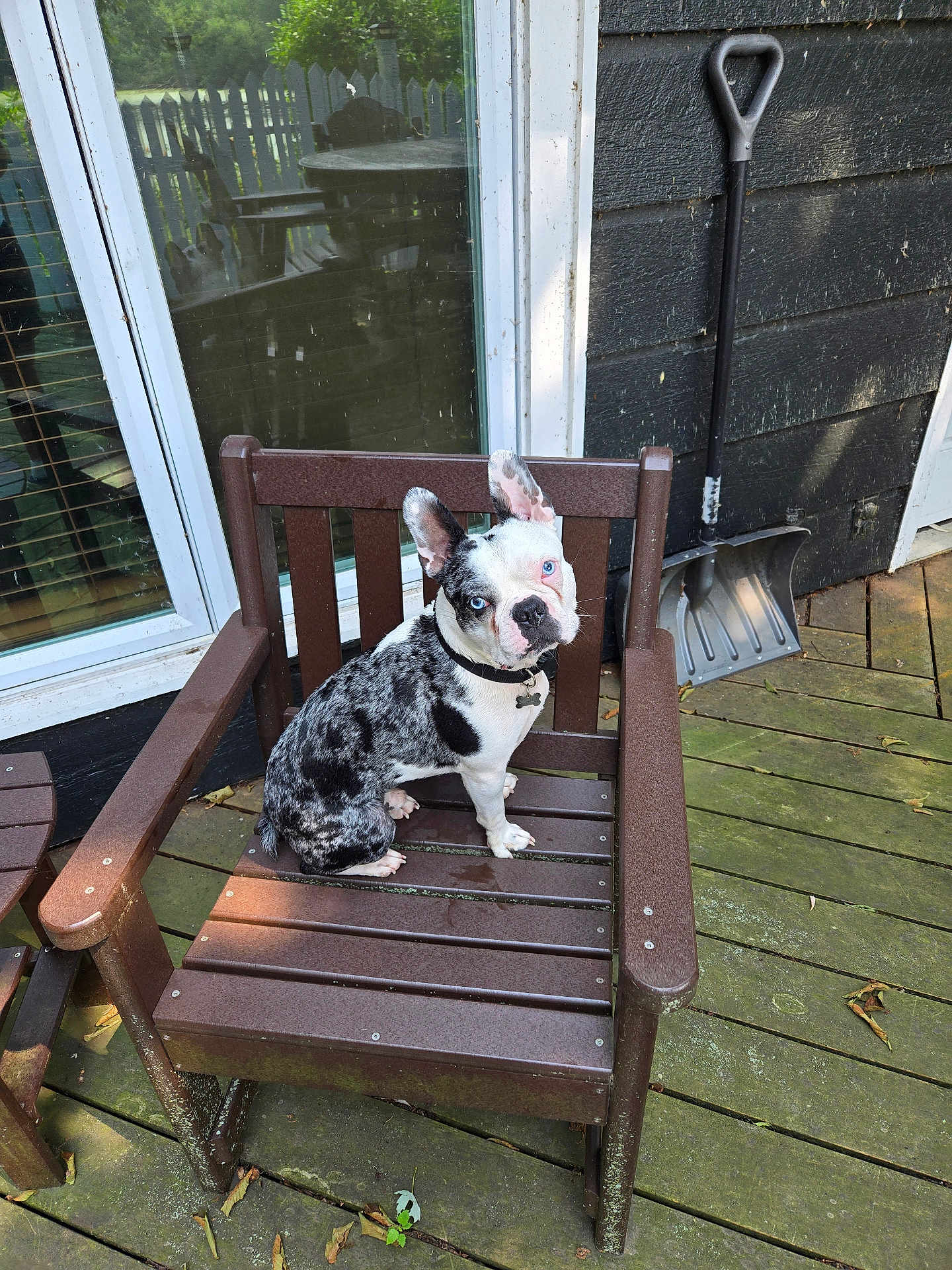 Vinny joined the competition — help win amazing prizes! dog, chair, wooden_deck, outdoor, blue_eyes, black_and_white, pet, window_reflection, fence, table, leaves, shovel, collar, sunlight, wood, porch, curious, seated, animal, summer