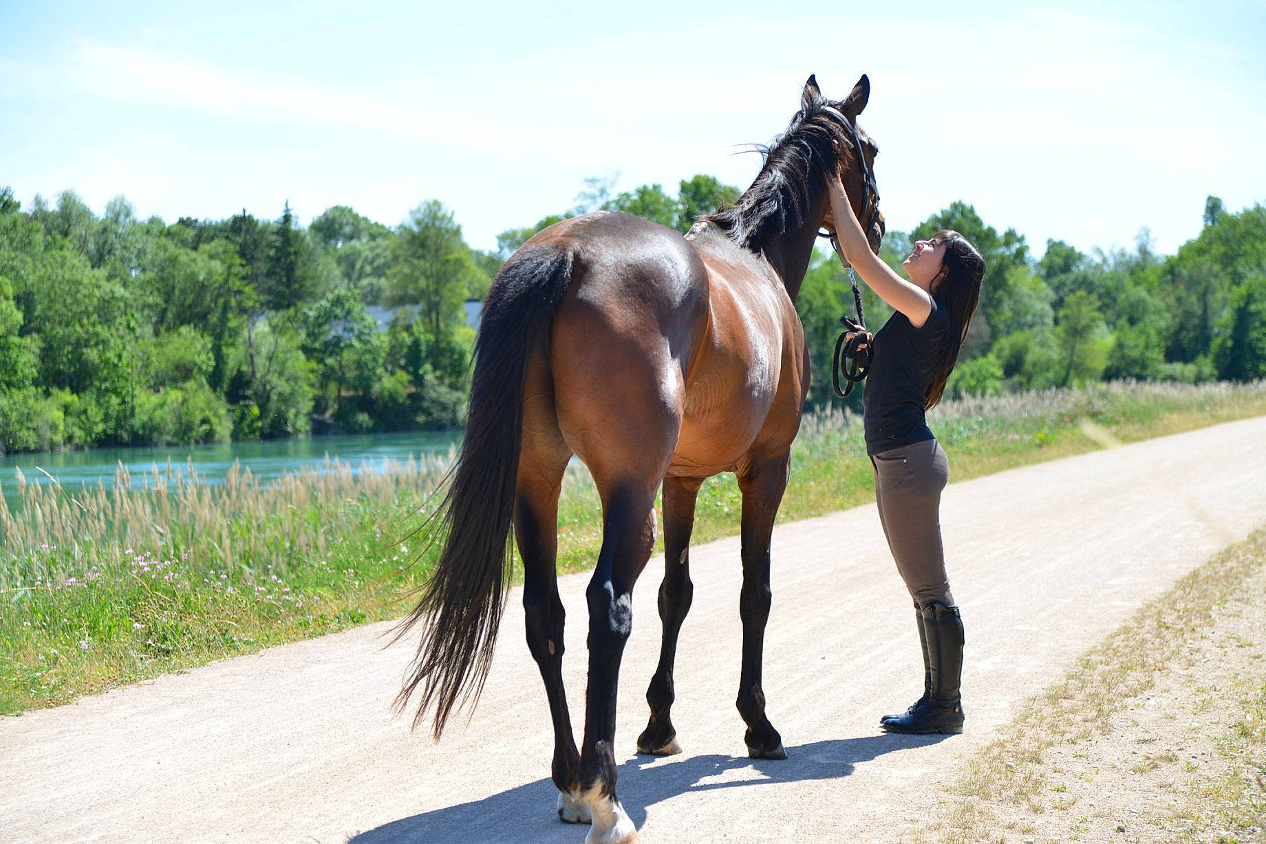 After a rejoint le concours — aidez-le/la à gagner de superbes lots ! bridle, horse, horse_supplies, horse_tack, livestock, mammal, mane, mare, mustang_horse, pasture, photography, ranch, recreation, rein, rural_area, stallion, tree, vertebrate, wildlife, working_animal