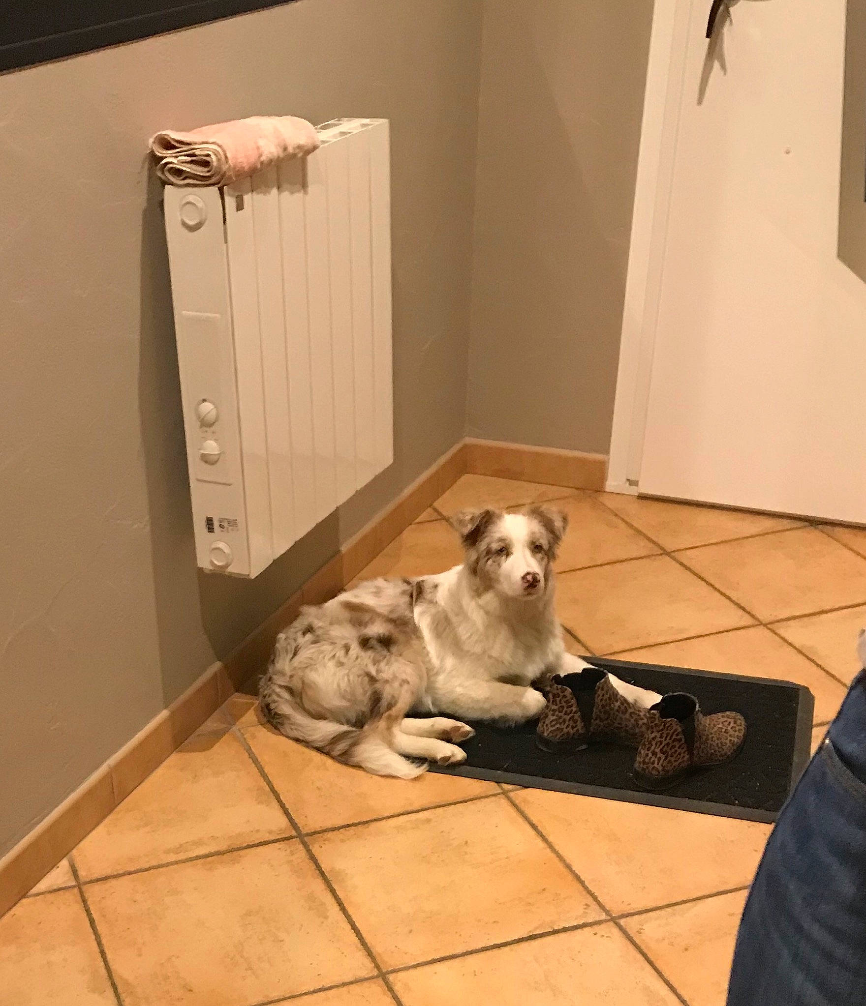 Pin Up a rejoint le concours — aidez-le/la à gagner de superbes lots ! canidae, carnivore, companion_dog, dog, dog_breed, fawn, floor, flooring, retriever, sporting_group, tile, wolfdog