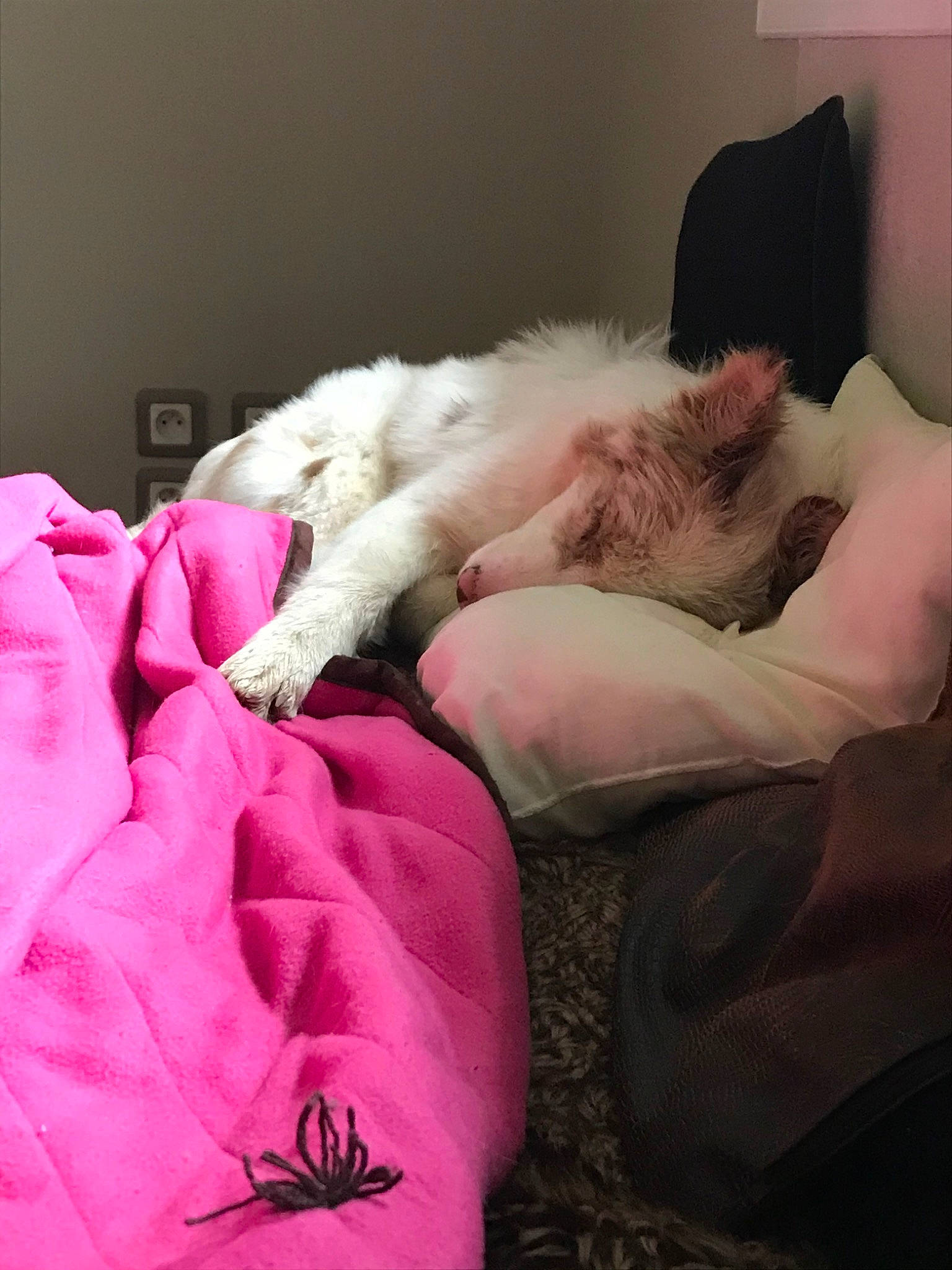 Pin Up participe au concours pour gagner de l'argent avec cette photo : canidae, carnivore, cat, companion_dog, dog, dog_breed, felidae, fur, furniture, kitten, maltese, nap, pink, puppy, ragdoll, shih_tzu, sleep, small_to_medium_sized_cats, turkish_van