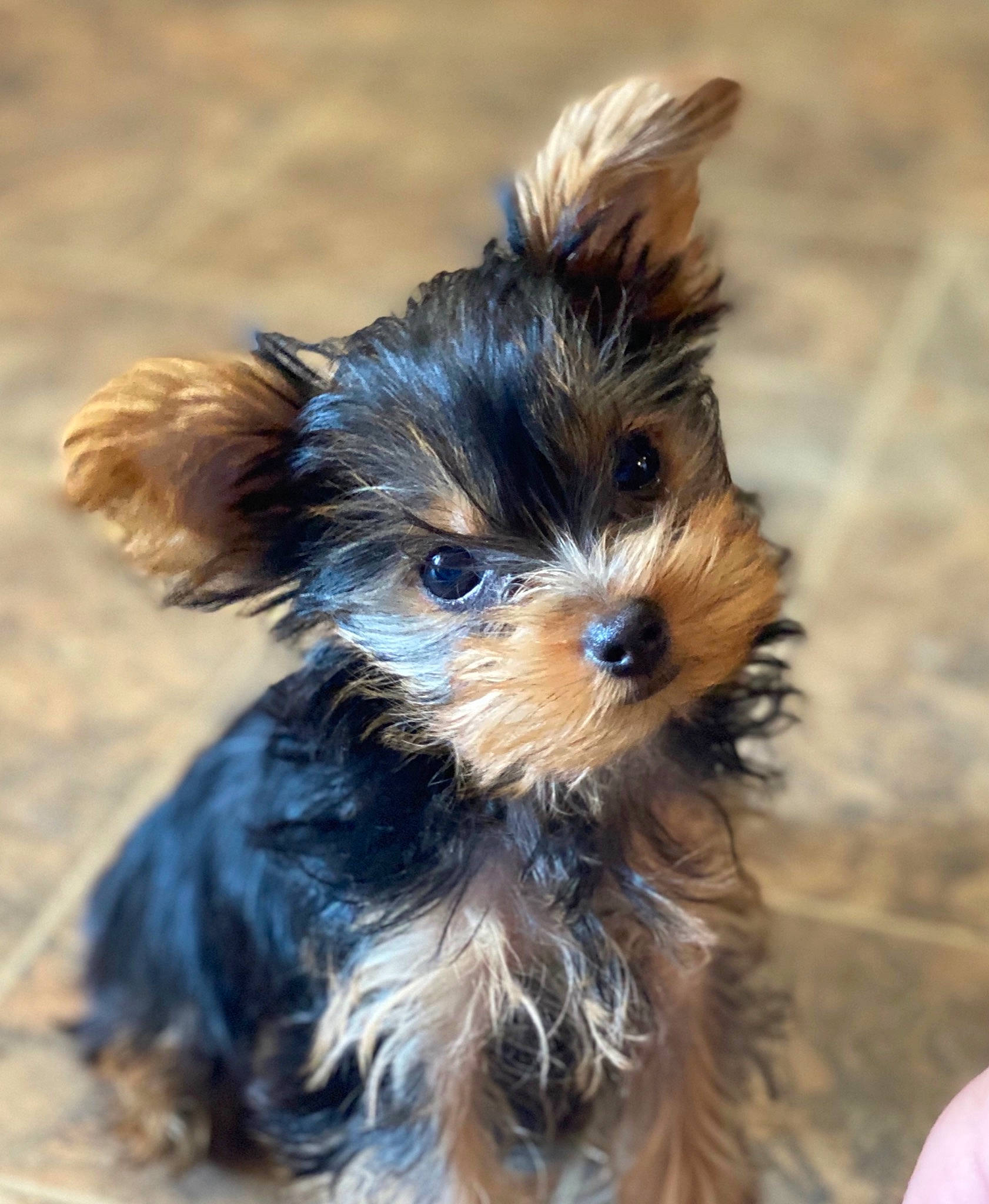 Kizzy joined the competition — help win amazing prizes! canidae, carnivore, companion_dog, dog, dog_breed, dog_supply, ear, fawn, fur, liver, maltepoo, small_terrier, snout, sporting_group, terrestrial_animal, terrier, toy_dog, working_animal, yorkipoo, yorkshire_terrier