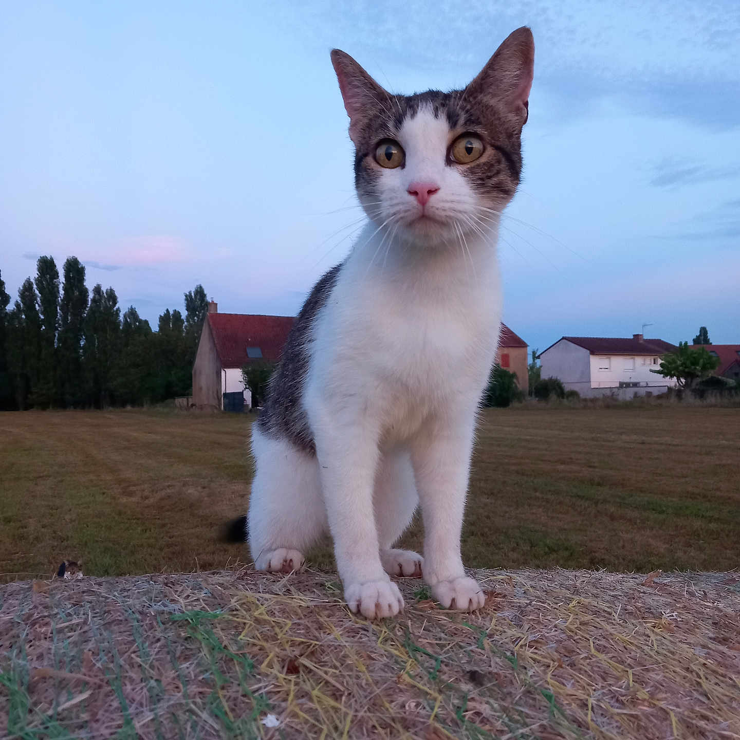 Rubis participe au concours pour gagner de l'argent avec cette photo : animal, cat, curious, domestic_animal, ears, feline, field, grass, hay_bale, house, mammal, nature, outdoor, pet, portrait, rural, sky, trees, twilight, whiskers