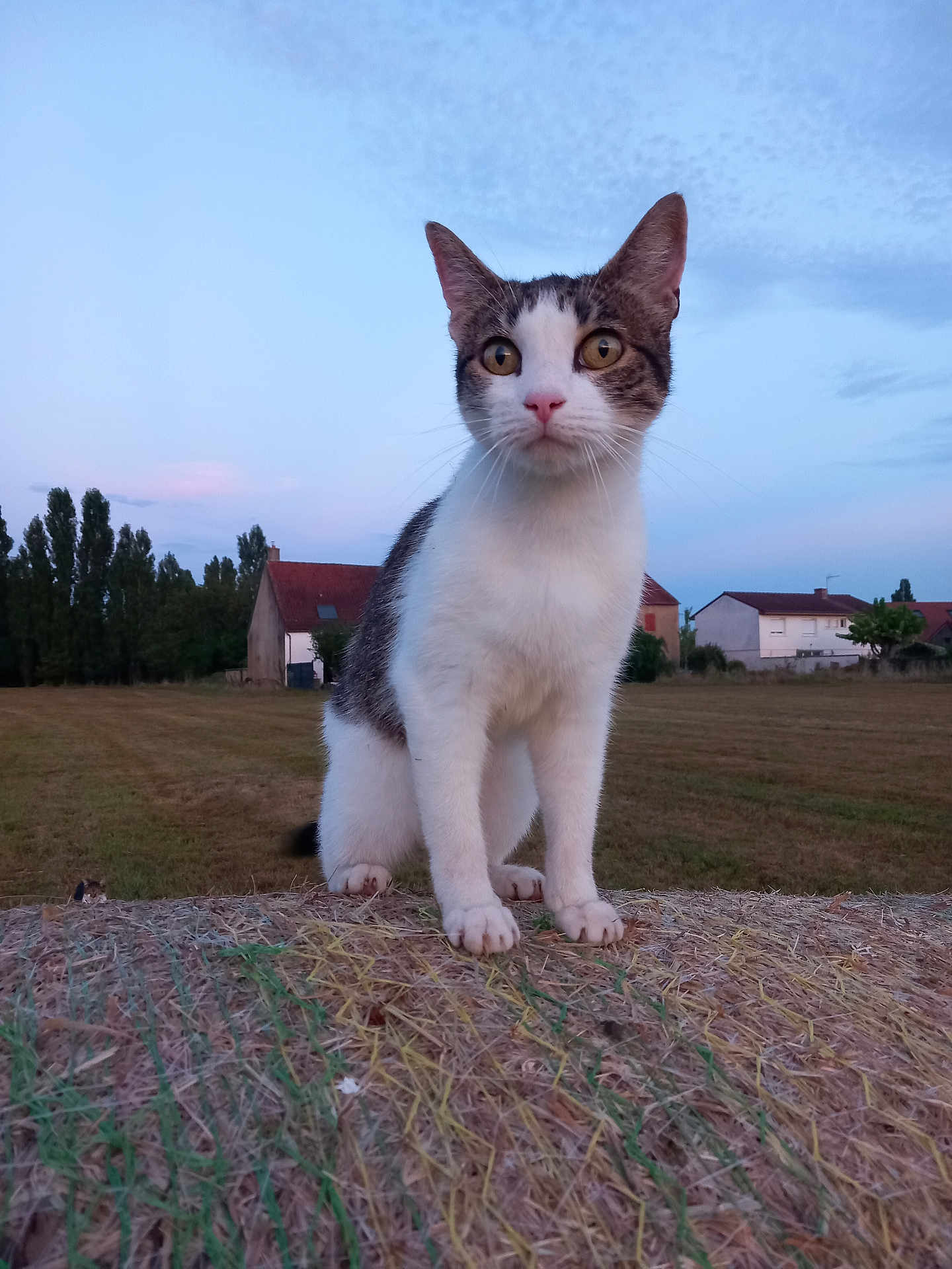Rubis participe au concours pour gagner de l'argent avec cette photo : cat, animal, hay_bale, field, rural, outdoor, twilight, sky, trees, grass, house, nature, pet, mammal, domestic_animal, curious, whiskers, ears, portrait, feline