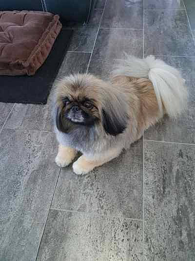 Li An a rejoint le concours — aidez-le/la à gagner de superbes lots ! ancient_dog_breeds, canidae, carnivore, companion_dog, couch, dog, dog_breed, fawn, fur, liver, non_sporting_group, pekingese, sleeper_chair, snout, sofa_bed, sporting_group, tail, terrestrial_animal, toy_dog, working_animal