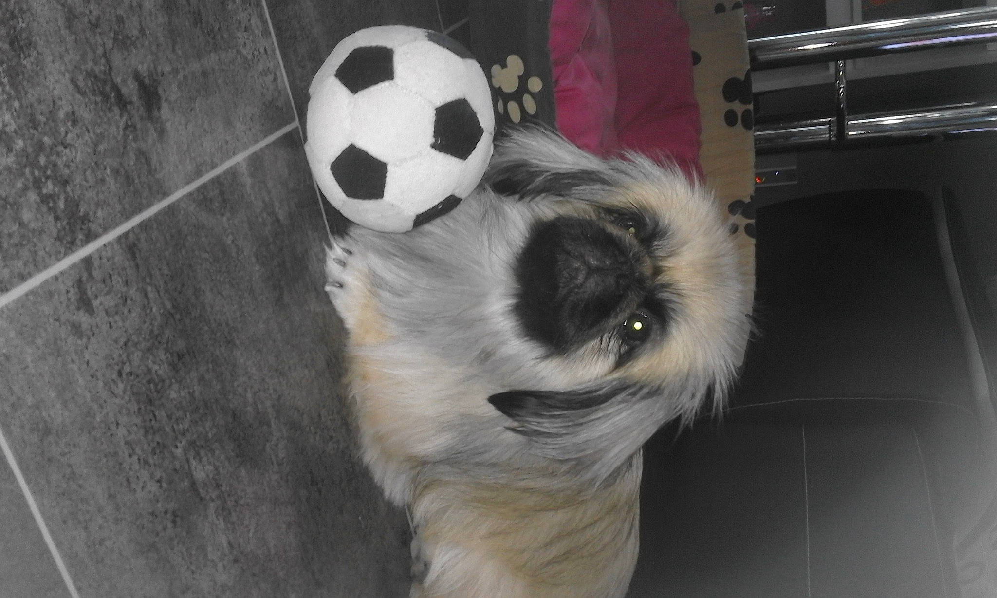 Li An a rejoint le concours — aidez-le/la à gagner de superbes lots ! ball, carnivore, companion_dog, dog, dog_breed, dog_supply, door, flooring, football, fur, monochrome, pet_supply, soccer, soccer_ball, sports_equipment, tail, terrestrial_animal, toy_dog, whiskers, working_animal