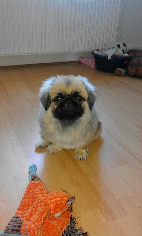 Li An participe au concours pour gagner de l'argent avec cette photo : carnivore, companion_dog, dog, dog_breed, fawn, flooring, fur, hardwood, laminate_flooring, pekingese, plank, sporting_group, tail, toy_dog, varnish, whiskers, wood, wood_flooring, wood_stain, working_animal