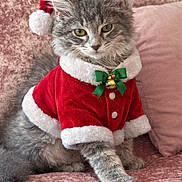 Blue is registered to the contest to win money with this photo: animal, bell, cat, christmas, cute, feline, fluffy, gray_fur, green_bow, holiday, indoor, kitten, pet, pink_couch, portrait, red_clothing, santa_hat, santa_suit, sitting, velvet