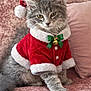 animal, bell, cat, christmas, cute, feline, fluffy, gray_fur, green_bow, holiday, indoor, kitten, pet, pink_couch, portrait, red_clothing, santa_hat, santa_suit, sitting, velvet