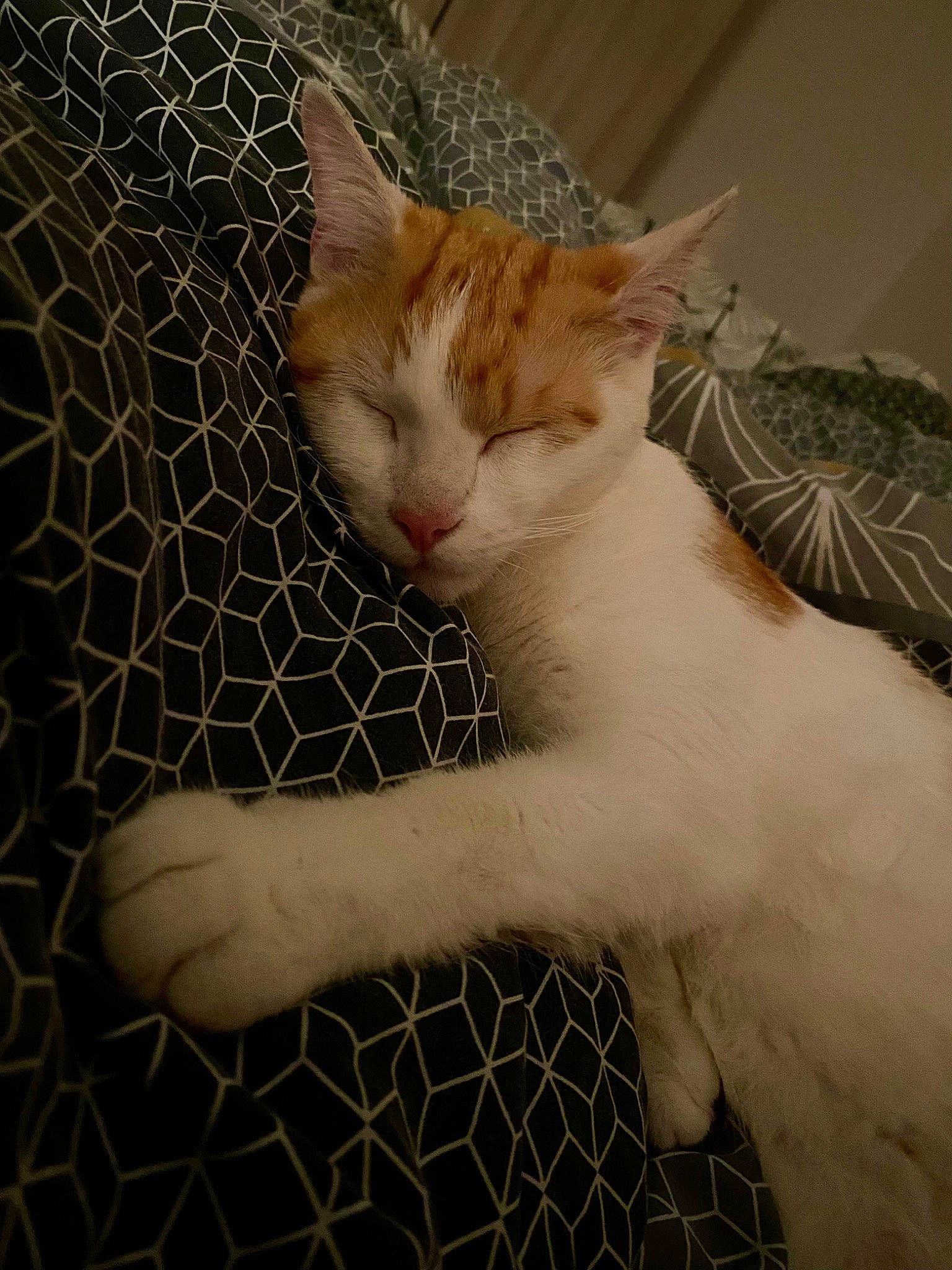 Trunks a rejoint le concours — aidez-le/la à gagner de superbes lots ! carnivore, cat, comfort, eye, fawn, felidae, hair, hand, head, human_body, leg, mesh, plant, small_to_medium_sized_cats, snout, tail, tree, whiskers, window, wood