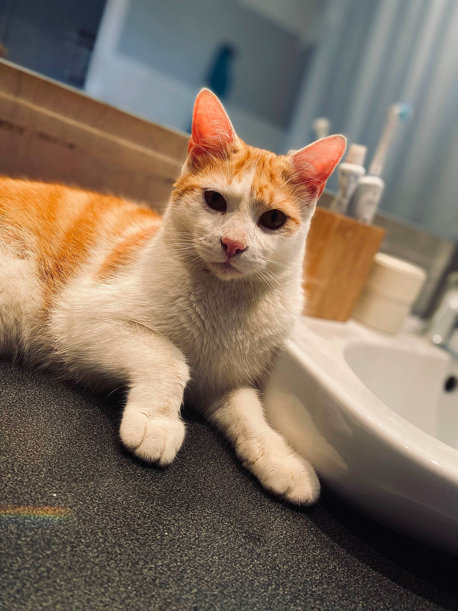 Trunks participe au concours pour gagner de l'argent avec cette photo : bathroom, bathroom_sink, carnivore, cat, claw, domestic_short_haired_cat, fawn, felidae, fur, paw, plumbing, plumbing_fixture, sink, small_to_medium_sized_cats, snout, tail, tap, terrestrial_animal, whiskers, wood