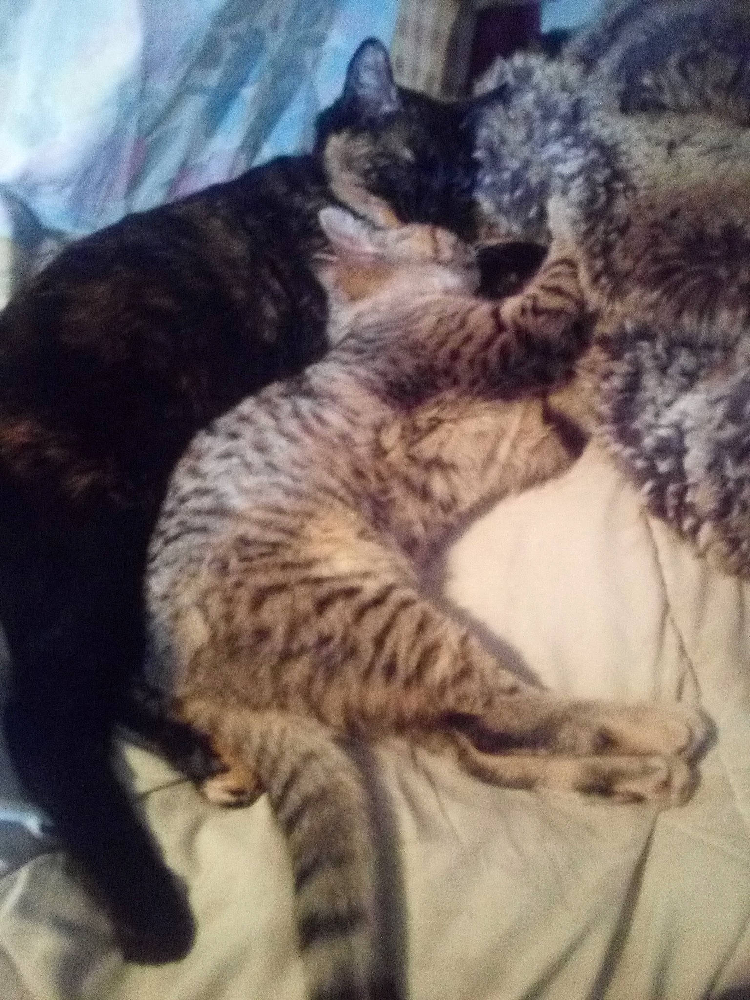 Little One joined the competition — help win amazing prizes! american_shorthair, asian, california_spangled, carnivore, cat, domestic_short_haired_cat, dragon_li, egyptian_mau, european_shorthair, felidae, german_rex, kitten, mammal, ocicat, pixie_bob, small_to_medium_sized_cats, tabby_cat, tail, vertebrate, whiskers