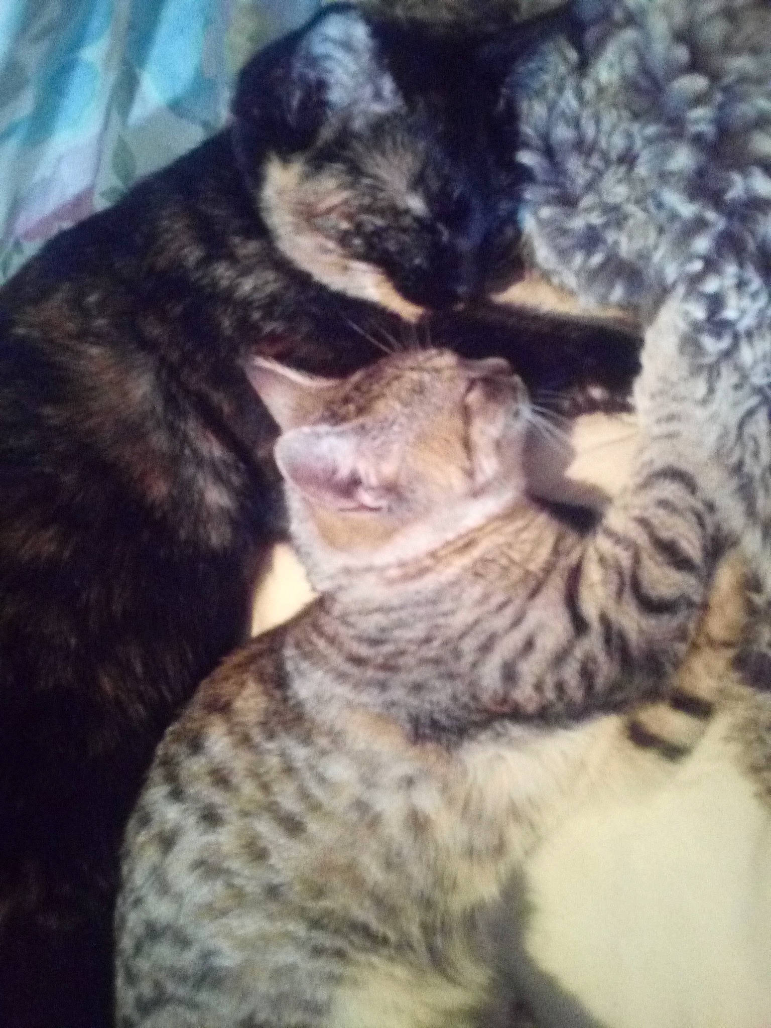 Little One joined the competition — help win amazing prizes! asian, california_spangled, carnivore, cat, domestic_short_haired_cat, dragon_li, egyptian_mau, european_shorthair, felidae, german_rex, hug, kitten, mammal, ocicat, pixie_bob, savannah, small_to_medium_sized_cats, tabby_cat, vertebrate, whiskers