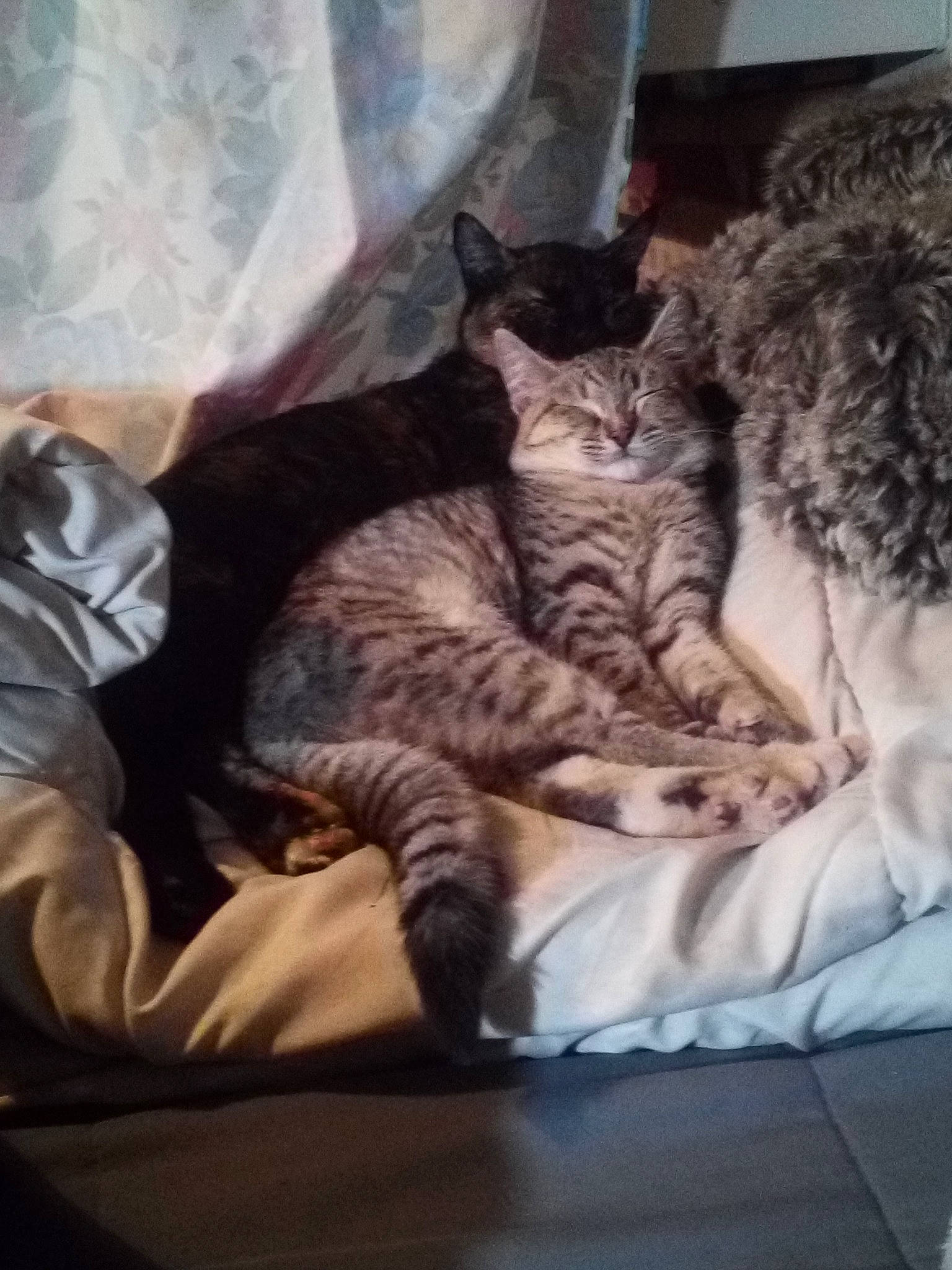 Little One joined the competition — help win amazing prizes! american_shorthair, california_spangled, carnivore, cat, domestic_short_haired_cat, dragon_li, egyptian_mau, european_shorthair, felidae, fur, kitten, nap, ocicat, paw, pixie_bob, savannah, small_to_medium_sized_cats, tabby_cat, tail, whiskers