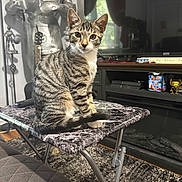 Rita joined the competition — help win amazing prizes! cat, tabby_cat, striped_fur, pet, indoor, table, folding_table, armor, knight_statue, living_room, television, curtains, carpet, remote_control, decor, furniture, window, reflection, houseplant, cozy