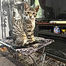 cat, tabby_cat, striped_fur, pet, indoor, table, folding_table, armor, knight_statue, living_room, television, curtains, carpet, remote_control, decor, furniture, window, reflection, houseplant, cozy