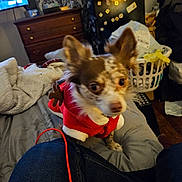 Cocoa joined the competition — help win amazing prizes! dog, small_dog, red_clothing, bed, blanket, laundry_basket, cluttered_room, indoor, furniture, television, jeans, person, fabric, ear, furry, pet, canine, home, living_space, holiday_outfit