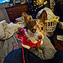 dog, small_dog, red_clothing, bed, blanket, laundry_basket, cluttered_room, indoor, furniture, television, jeans, person, fabric, ear, furry, pet, canine, home, living_space, holiday_outfit
