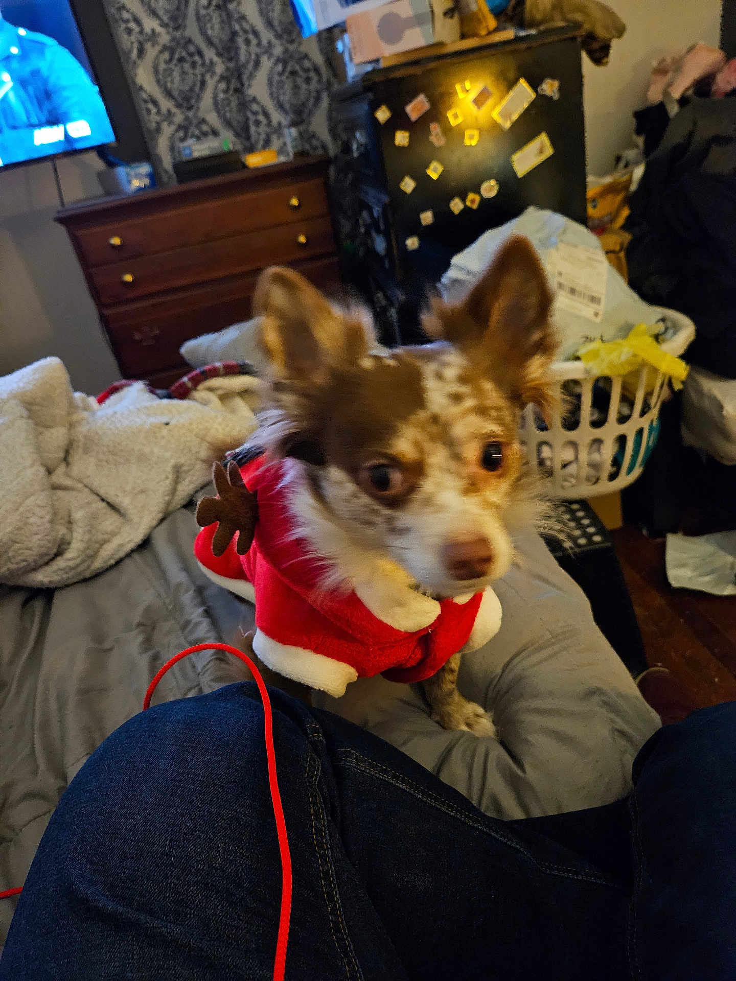 Cocoa joined the competition — help win amazing prizes! dog, small_dog, red_clothing, bed, blanket, laundry_basket, cluttered_room, indoor, furniture, television, jeans, person, fabric, ear, furry, pet, canine, home, living_space, holiday_outfit