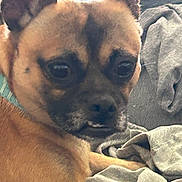 Kettle is registered to the contest to win money with this photo: dog, pet, close_up, brown_fur, black_muzzle, ears, eyes, blanket, clothing, indoor, cute, small_dog, face, animal, fur, nose, expression, resting, cozy, portrait