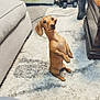 dog, dachshund, pet, indoor, rug, carpet, sofa, couch, coffee_table, boot, living_room, begging, standing, brown_dog, short_legs, long_body, ears, wide_eyes, looking_up, household_clutter