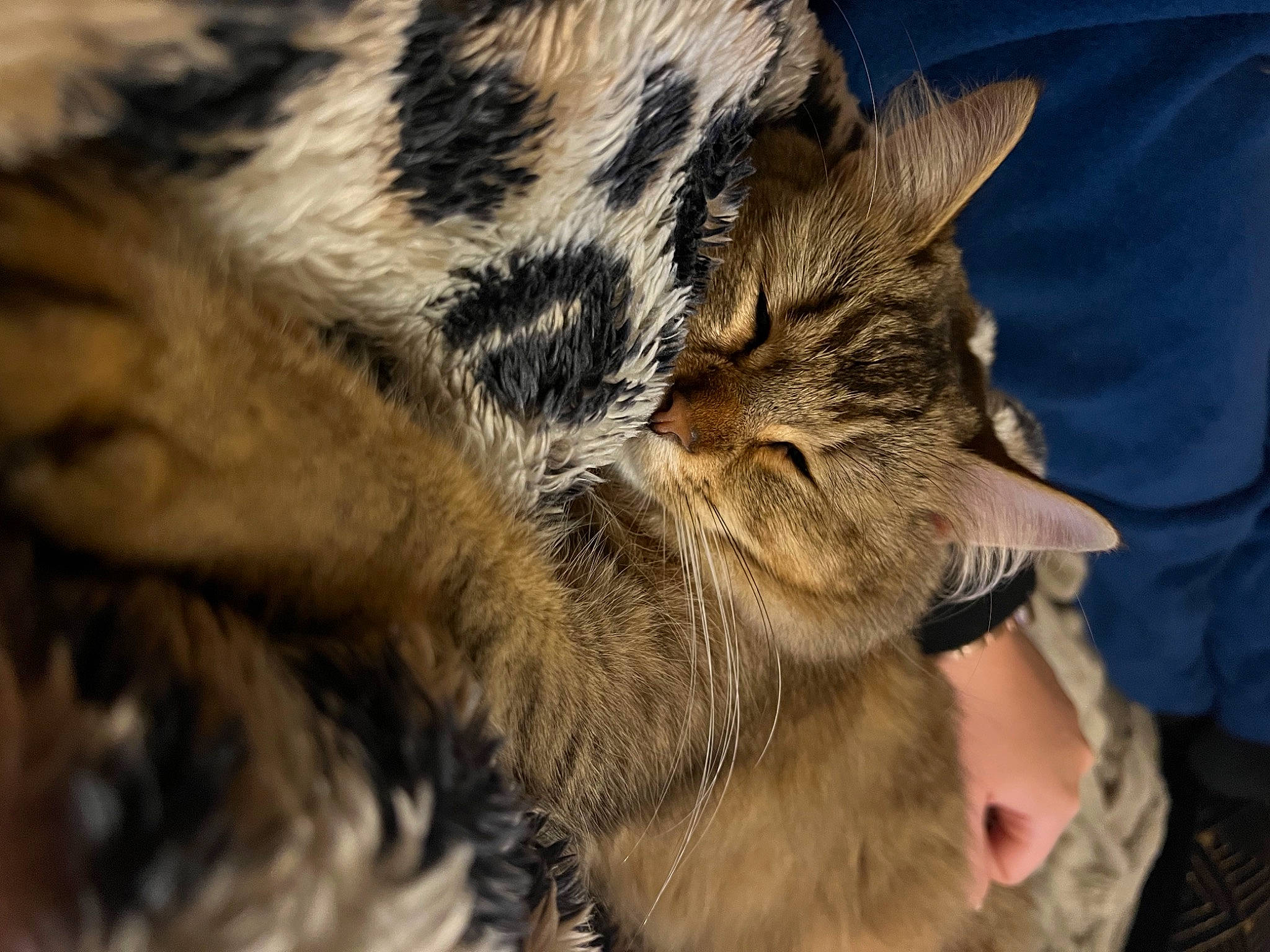 Ricci a rejoint le concours — aidez-le/la à gagner de superbes lots ! big_cats, canidae, carnivore, cat, claw, domestic_short_haired_cat, fawn, felidae, fur, gesture, nap, paw, sleep, small_to_medium_sized_cats, snout, tail, terrestrial_animal, whiskers, wildlife