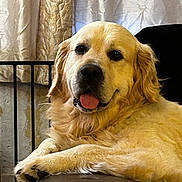 Romeo joined the competition — help win amazing prizes! dog, golden_retriever, pet, animal, indoor, chair, leather, tongue_out, relaxed, furry, cute, mammal, face, ears, paw, resting, domestic_animal, cozy, curtains, smiling