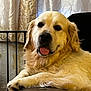 dog, golden_retriever, pet, animal, indoor, chair, leather, tongue_out, relaxed, furry, cute, mammal, face, ears, paw, resting, domestic_animal, cozy, curtains, smiling