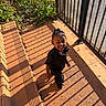 child, toddler, smiling, outdoor, sunlight, shadow, fence, black_clothing, happy, walking, concrete, plants, greenery, daylight, person, young_child, pattern, playful, shadows, hair_bun