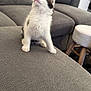 Oreo participe au concours pour gagner de l'argent avec cette photo : kitten, cat, pet, furniture, couch, gray, indoor, curious, looking_up, fluffy, black_and_white, living_room, stool, television, home, cozy, cute, animal, whiskers, soft