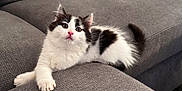 Oreo a rejoint le concours — aidez-le/la à gagner de superbes lots ! kitten, cat, pet, animal, feline, black_and_white, couch, indoor, furniture, relaxing, cute, small, young, domestic_animal, whiskers, fur, pink_nose, curious, laying, cozy