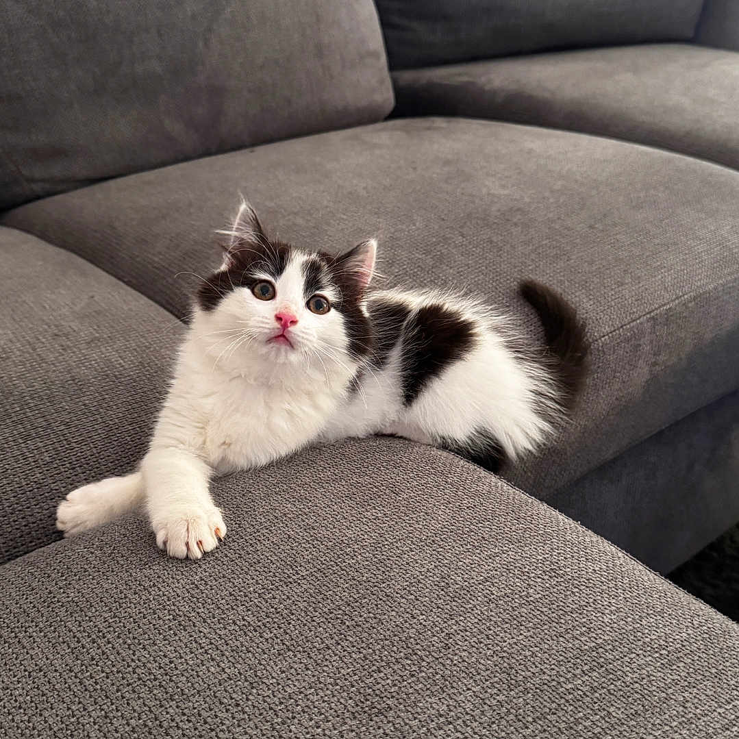 Oreo