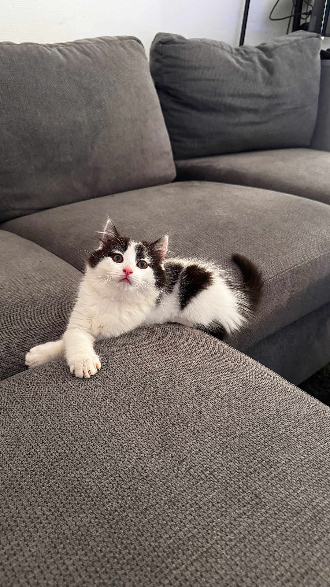 Oreo a rejoint le concours — aidez-le/la à gagner de superbes lots ! kitten, cat, pet, animal, feline, black_and_white, couch, indoor, furniture, relaxing, cute, small, young, domestic_animal, whiskers, fur, pink_nose, curious, laying, cozy