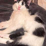 Oreo a rejoint le concours — aidez-le/la à gagner de superbes lots ! cat, kitten, sleeping, black_and_white, fluffy, pet, cozy, blanket, indoor, cute, resting, fur, animal, whiskers, pink_nose, paw, tail, relaxed, soft, young