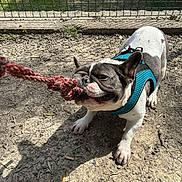 Aïron a rejoint le concours — aidez-le/la à gagner de superbes lots ! dog, french_bulldog, playing, rope, toy, harness, outdoor, gravel, shadow, fence, grass, pet, animal, canine, playful, daylight, leash, snout, ears, closeup