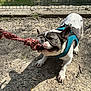 dog, french_bulldog, playing, rope, toy, harness, outdoor, gravel, shadow, fence, grass, pet, animal, canine, playful, daylight, leash, snout, ears, closeup