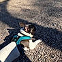 dog, blue_harness, gravel, shadow, water, outdoor, sunlight, pet, small_dog, resting, animal, nature, daytime, canine, ear, collar, footwear, ground, relaxation, summer