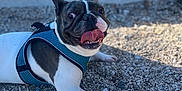 Aïron a rejoint le concours — aidez-le/la à gagner de superbes lots ! dog, french_bulldog, blue_harness, tongue_out, gravel, outdoor, sunlight, pet, animal, playful, lying_down, closeup, happy, canine, muzzle, ears_up, wide_eyes, resting, nature, summer
