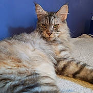 Ulba participe au concours pour gagner de l'argent avec cette photo : cat, fluffy, feline, pet, animal, relaxed, lounging, indoor, closeup, fur, whiskers, ears, yellow_eyes, striped, soft, bed, comfort, blue_wall, domestic, portrait