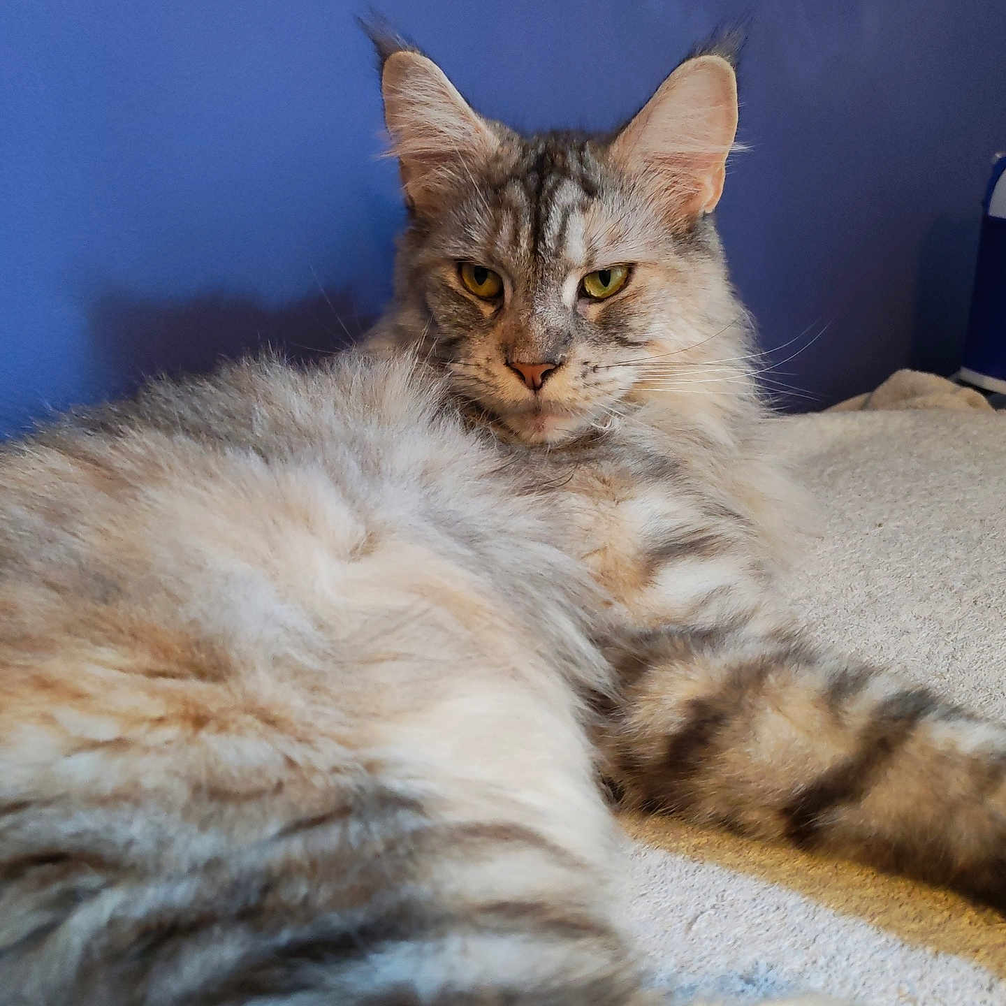 Ulba participe au concours pour gagner de l'argent avec cette photo : animal, bed, blue_wall, cat, closeup, comfort, domestic, ears, feline, fluffy, fur, indoor, lounging, pet, portrait, relaxed, soft, striped, whiskers, yellow_eyes