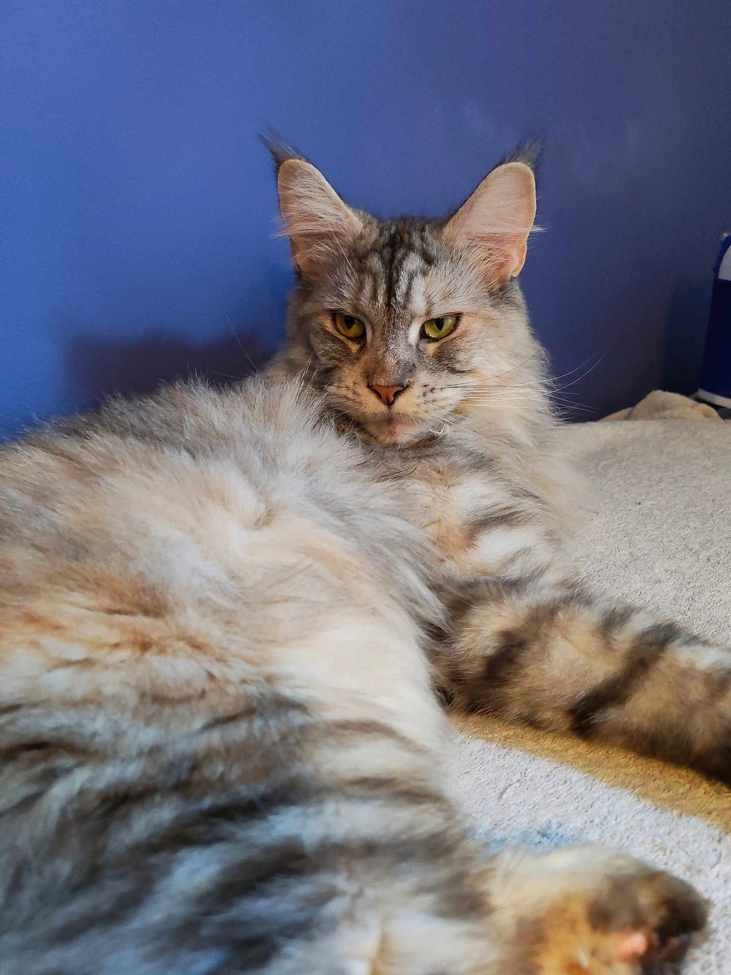 Ulba participe au concours pour gagner de l'argent avec cette photo : cat, fluffy, feline, pet, animal, relaxed, lounging, indoor, closeup, fur, whiskers, ears, yellow_eyes, striped, soft, bed, comfort, blue_wall, domestic, portrait