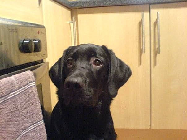 Borys is registered to the contest to win money with this photo: borador, canidae, carnivore, companion_dog, dog, dog_breed, door, flooring, fur, guard_dog, gun_dog, hardwood, hunting_dog, liver, retriever, snout, tail, wood, working_animal, working_dog