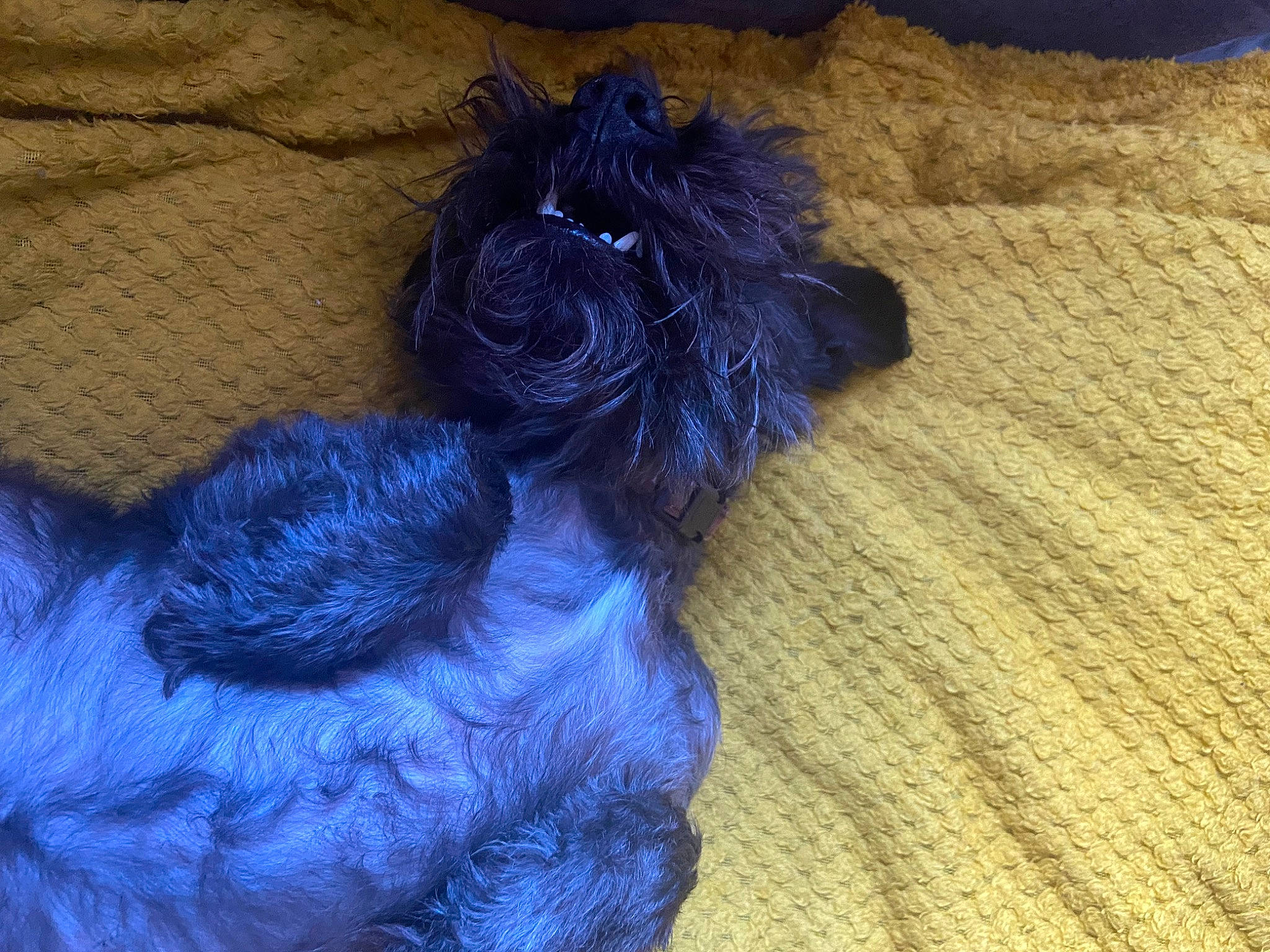 Baby joined the competition — help win amazing prizes! canidae, carnivore, comfort, companion_dog, dog, dog_breed, dog_supply, electric_blue, fashion_accessory, fiber, fur, liver, pattern, paw, pet_supply, sporting_group, tail, tints_and_shades, toy_dog, wool